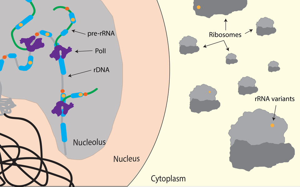 The schematic cartoon shows rDNA genes, containing single nucleotide variations within the coding (yellow dot) and non-coding regions (orange dot), being transcribed by Pol I and processed to form functional ribosomes. (c) Jason Sims